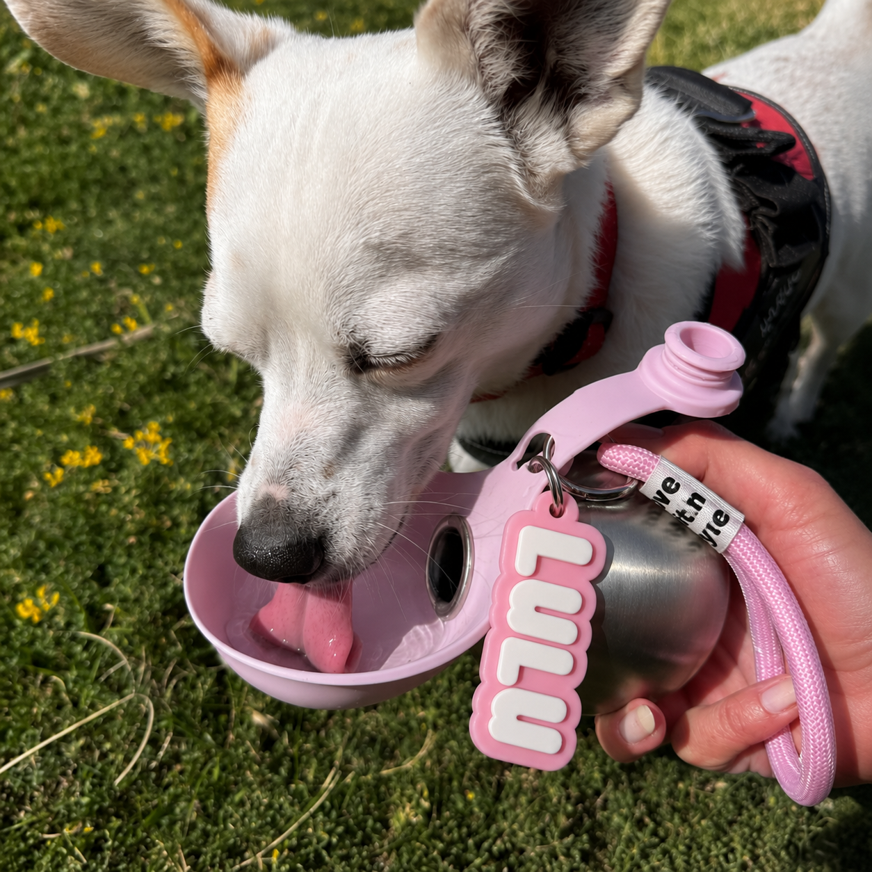 Heali™ PupCup